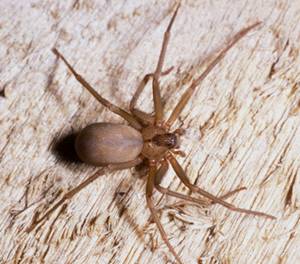 brown recluse spider bite or mrsa?