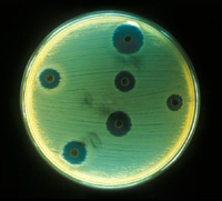 antibiotic sensitivity testing on staph aureus
