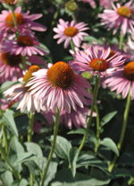 Echinacea 50px Echinacea