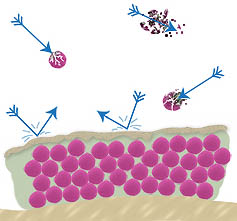 Biofilm