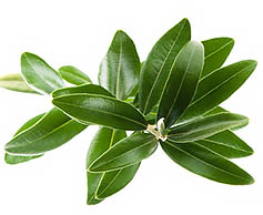 Olive leaf