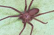 Brown Recluse Spider