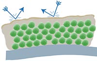 Biofilm diagram