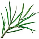 Melaleuca alternifolia is a great essential oil for MRSA