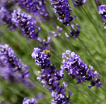 Lavender fields