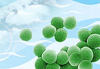 mrsa travels on skin or dust particles