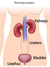 Urinary tract MRSA infection diagram