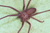 Brown recluse spider